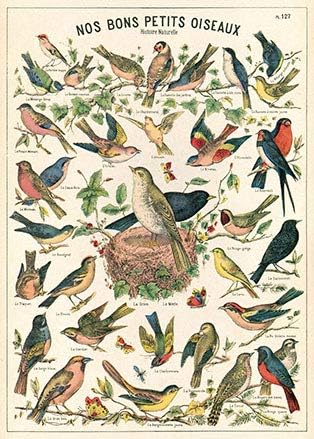 Cavallini & Co - Póster Vintage/póster de la Escuela - Aves (B)