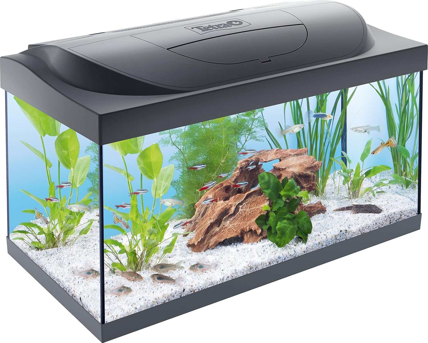 Tetra Starter Line Acuario Completo de Cristal con Filtro EasyCrystal e